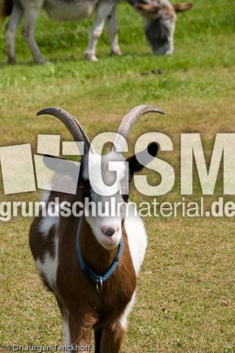 Ziege (6 von 17).jpg